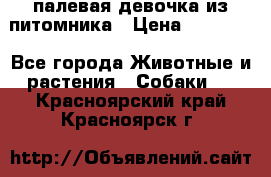 палевая девочка из питомника › Цена ­ 40 000 - Все города Животные и растения » Собаки   . Красноярский край,Красноярск г.